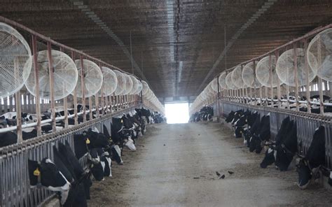 Murphy: 'Help us'. . Largest dairy farm in the united states